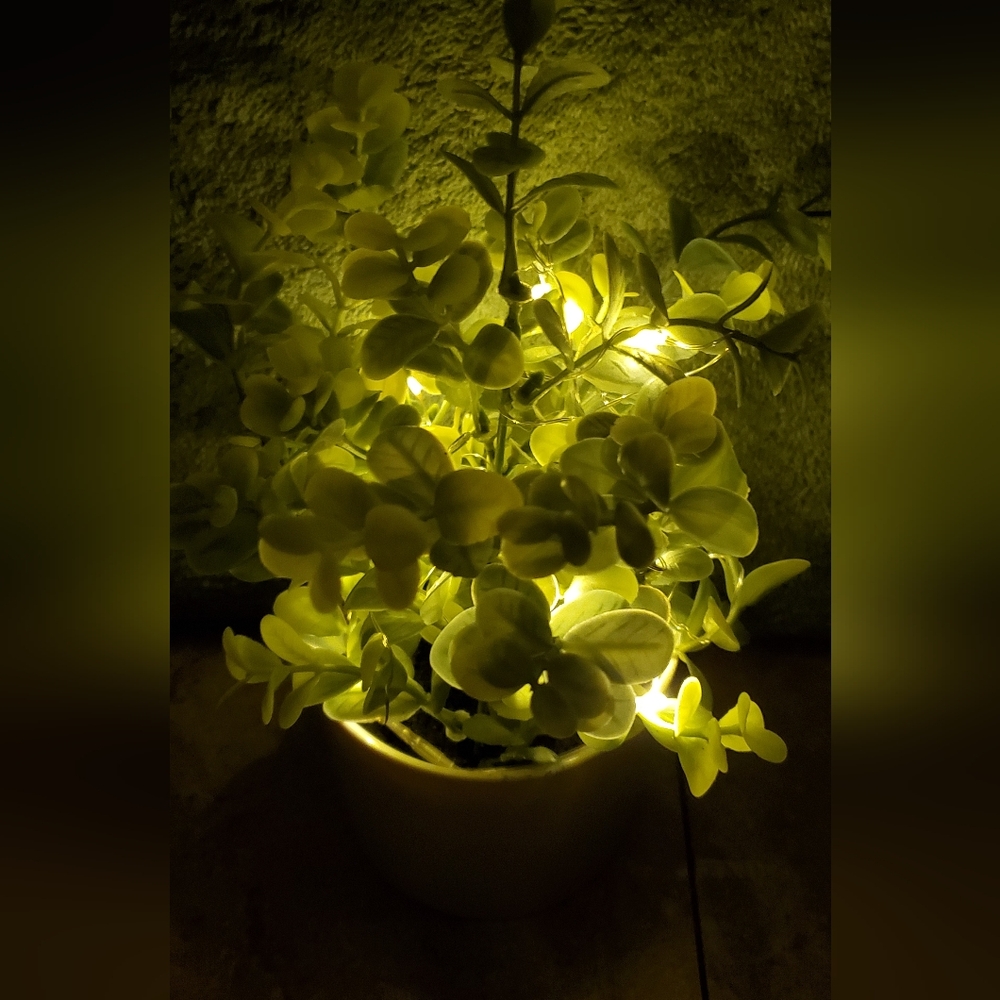 Light Up Plant - Picture 3 of 6